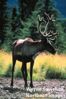 Caribou by Wayne Sawchuk