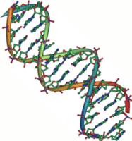 DNA