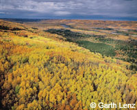 Manitoba forest by Garth Lenz