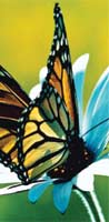 Species Report Butterfly image