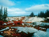 Tundra