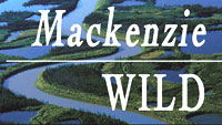 Mackenzie WILD logo