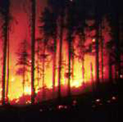 Forest Fires