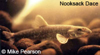 Nooksack Dace fish