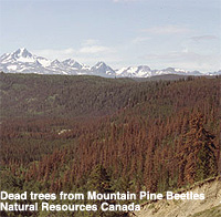 Dead trees from Mountain Pine Beetles - Natural Resources Canada