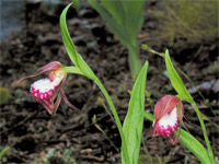 Ram's Head Lady's Slipper