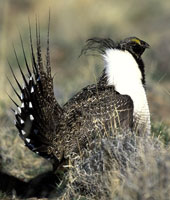 photo of a Sage Grouse