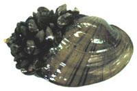 zebra mussell