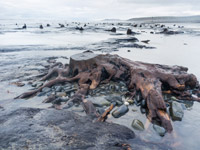 ancient tree stump