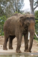 asain elephant