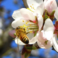 photo of bee on flower