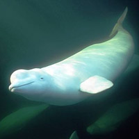 Beluga whale