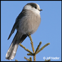 boreal bird