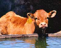 calf
