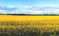 canola field