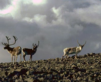 caribou on a hillside