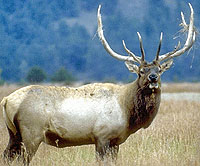 Caribou 