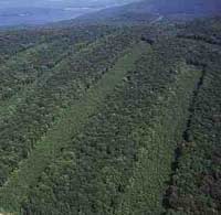 clear cut forest