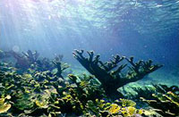 Coral reef image