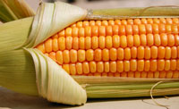 Corn