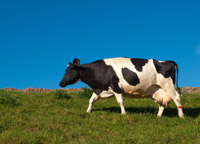 cow