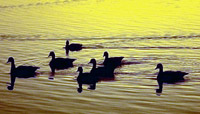 Ducks