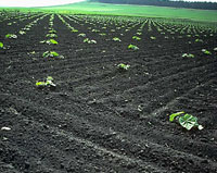 Farmers field image