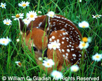Fawn in wildflowers