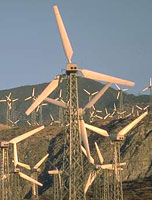 field of windmills