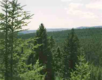 Canadian forest image