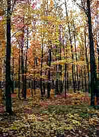 Canadian Decideous forest