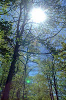 Trees in sunshine