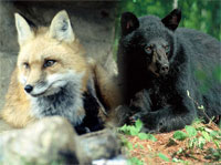 Fox and bear