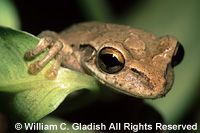 Frog by William Gladish