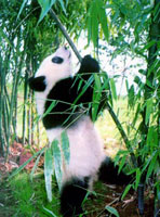 giant panda