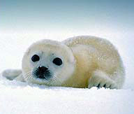 harp seal pup