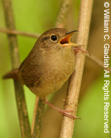 House Wren by William Gladish