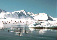 Artic Ice bergs