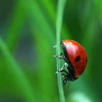 ladybug on grass