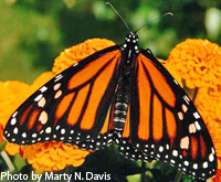 Monarch by Marty N. Davis