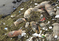 Pigs in Shanghai River