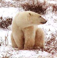 Photo of polar bear