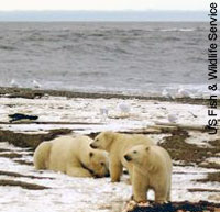 Polar bears in the Arctic