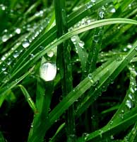 Raindrops on grass