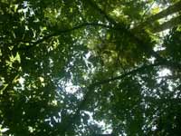 Rain forest leaves