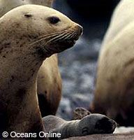 Oceans online