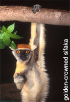 Golden crowned Sifaka Monkey