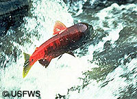 Sockeye salmon