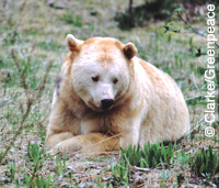 spirit bear by GP Clarke