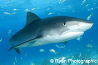 Tiger shark